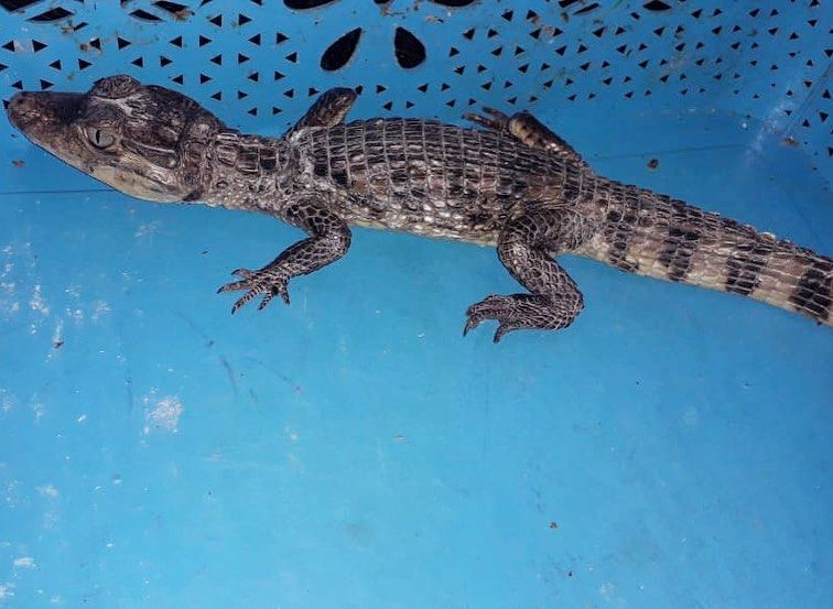 91787613_933870847029466_112730414640005120_n - Fundación Hidrobiológica George Dahl