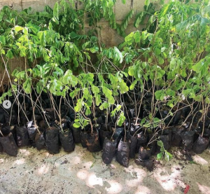 Captura de Pantalla 2022-12-20 a la(s) 10.53.32 a. m. - Fundación Hidrobiológica George Dahl