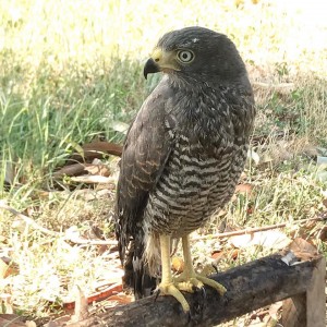 GRANDIOSA EVOLUCIÓN DE GAVILÁN POLLERO - Fundación Hidrobiológica George Dahl