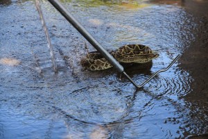 BAÑO DE SERPIENTES CASCABEL - Fundación Hidrobiológica George Dahl