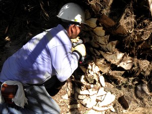 Caracterización de la comunidad de anuros presentes en fragmentos de Bosque Seco Tropical - Fundación Hidrobiológica George Dahl