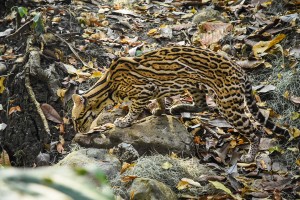 FHG_7237 - Fundación Hidrobiológica George Dahl