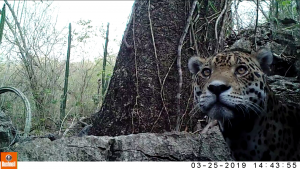 Hembra jaguar - Fundación Hidrobiológica George Dahl