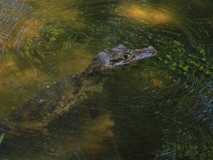 51176057_644105532672667_5157466861557776384_n - Fundación Hidrobiológica George Dahl