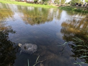 51588532_644105469339340_3057807562729586688_n - Fundación Hidrobiológica George Dahl