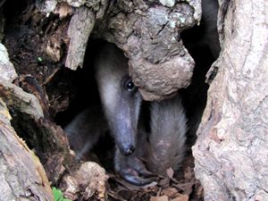 Distribución espacio temporal hormigas cazadoras - Fundación Hidrobiológica George Dahl