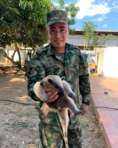 Ejército nacional recupera Fauna Silvestre - Fundación Hidrobiológica George Dahl