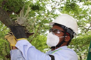 #SabíasQué además de rescatar animales, también rescatamos #plantas? - Fundación Hidrobiológica George Dahl