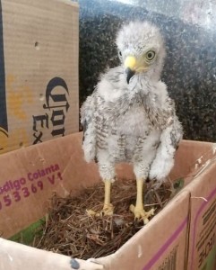 Primeros de 10 días en el Centro de Fauna de Corpocesar? - Fundación Hidrobiológica George Dahl