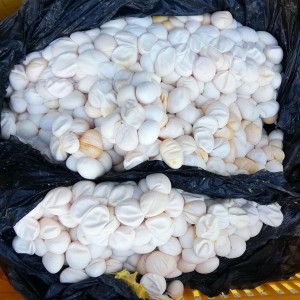 LO QUE NO SABÍAS DE LOS HUEVOS DE IGUANA - Fundación Hidrobiológica George Dahl