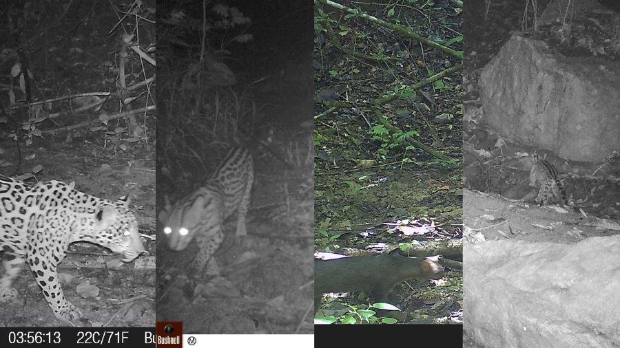 CUATRO FELINOS JAGUAR, TIGRILLO, GATO PARDO Y MARGAY - Fundación Hidrobiológica George Dahl