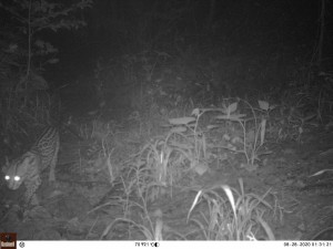 Tigrillo (leopardus pardalis) - Fundación Hidrobiológica George Dahl