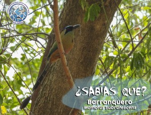 Sabías Qué del pájaro Barranquero - Fundación Hidrobiológica George Dahl