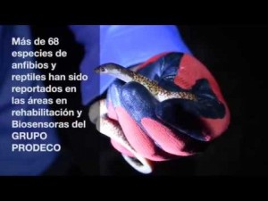 CONOCE ACERCA DE QUÉ ES UN MONITOREO HERPETOLOGÍA - Fundación Hidrobiológica George Dahl