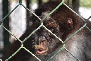 LO QUE NO SABÍAS DEL MONO ARAÑA - Fundación Hidrobiológica George Dahl