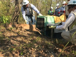 EL PRIMER NACIMIENTO DEL CENTRO DE FAUNA DE CORPOCESAR - Fundación Hidrobiológica George Dahl