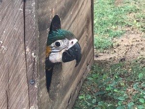 Por primera vez, nacen dos polluelos de Guacamayas en el Centro de Fauna Silvestre de Corpocesar - Fundación Hidrobiológica George Dahl