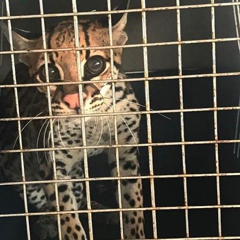 51435165_643682956048258_36434310651183104_n - Fundación Hidrobiológica George Dahl