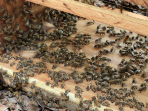 Abejas - Fundación Hidrobiológica George Dahl