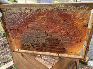 Miel en la Reserva - Fundación Hidrobiológica George Dahl