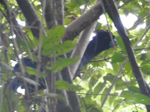 Paujil pico azul (Crax alberti) - Fundación Hidrobiológica George Dahl