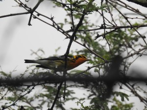 Reinita naranja (Setophaga fusca) migratoria (1) - Fundación Hidrobiológica George Dahl