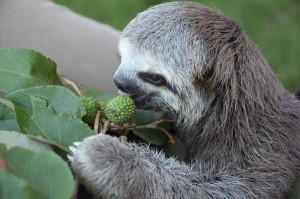 SABÍAS QUÉ DEL OSO PEREZOSO - Fundación Hidrobiológica George Dahl