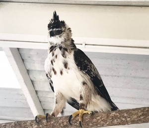 Águila Crestada en proceso de rehabilitación en el CAVFFS de Corpocesar recibe apoyo de especialistas de la Fundación Águila de Los Andes - FADA - Fundación Hidrobiológica George Dahl