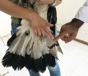 35142691_489217564828132_8778335806340202496_n - Fundación Hidrobiológica George Dahl