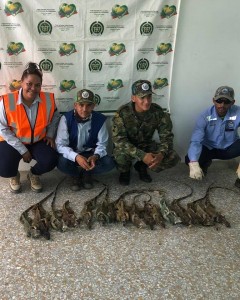 RESCATE DE IGUANAS EN EL PASO - Fundación Hidrobiológica George Dahl