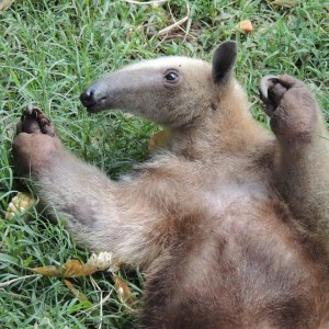 #SabíaQué del Oso mielero o Tamandua mexicana - Fundación Hidrobiológica George Dahl