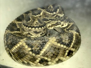 Serpiente cascabel rescatada - Fundación Hidrobiológica George Dahl