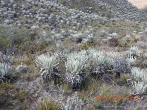 MÁS DE 5.000 HECTÁREAS INCENDIADAS EN LA SERRANÍA DEL PERIJÁ - Fundación Hidrobiológica George Dahl