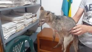 118771380_1047885335628016_2676132319934332008_n - Fundación Hidrobiológica George Dahl